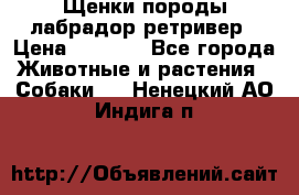 Щенки породы лабрадор ретривер › Цена ­ 8 000 - Все города Животные и растения » Собаки   . Ненецкий АО,Индига п.